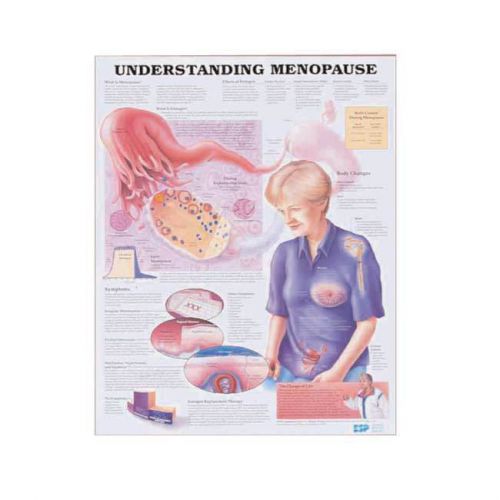 Understanding Menopause * Anatomy Poster * Anatomical Chart Company