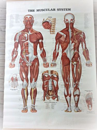 Extra Large Anatomical Muscular system poster scroll poster 60&#034; x 42&#034; muscle man