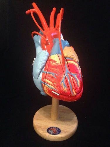 Denoyer Geppert - A49 Giant Human Heart of America Plus Anatomical Model (A 49)