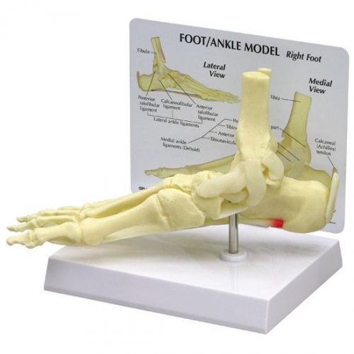 NEW GPI Anatomical Foot and Ankle Bone Podiatrist Model 1980
