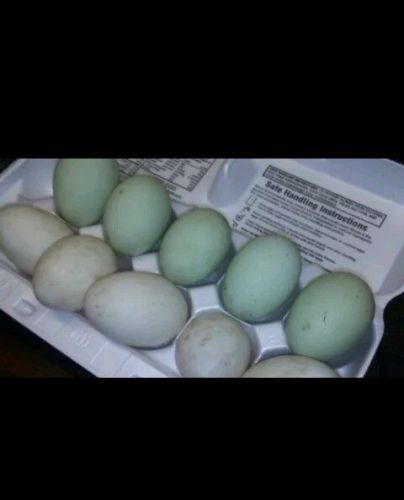5+ fertile Green Rouen Duck hatching eggs chicken fertile