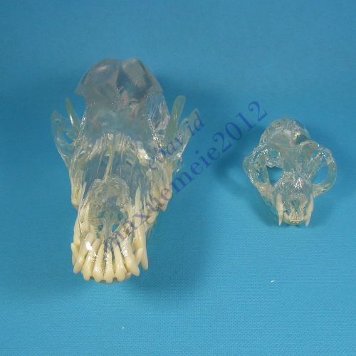 HS canine feline skull jaw teeth study model clear veterinary anatomy display