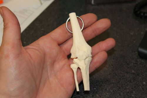 ANATOMICAL KNEE MODEL - KEY RING - KNEE KEY TAG - KEY CHAIN - KEYCHAIN