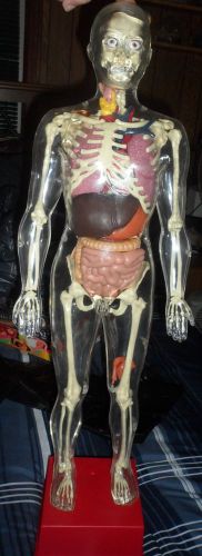 Human Male anatomy / Anatomical / Life Science Plastic Model 22&#034; Tall