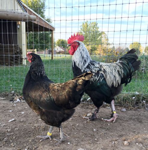 6+ French Birchen Marans Hatching Eggs *Show Quality Stock NPIP
