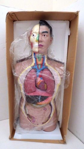 Torso Budget Tall Paul Anatomical Model w/ Stand 33 1/2&#034; Tall / ANATOMY TEACHING