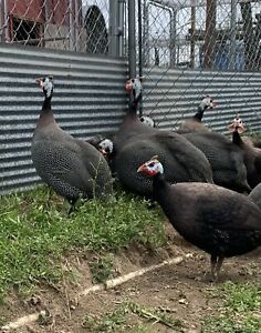 10+ Jumbo French &amp; Royal Purple Guinea Hatching Eggs