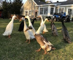 6+ Indian Runner Duck Hatching Eggs, Assorted Color Fertile Duck Eggs