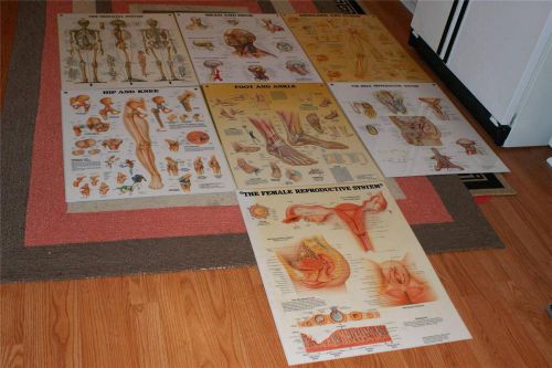 5 ANATOMICAL CHART CO.POSTERS AND ONE PETER BENCHI READY MOUNTABLE &#034;BEAUTIFUL&#034;