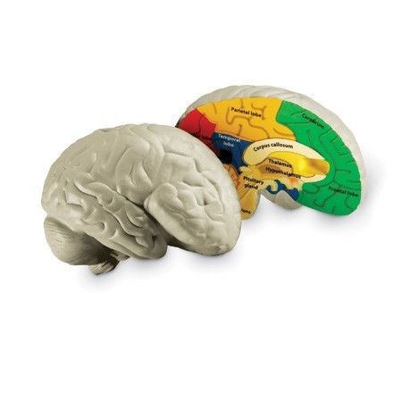 Children&#039;s Anatomy Model of the Brain Cross-Section Soft Foam  LFA #L1006