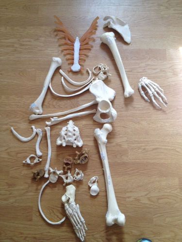Medical Model Display Anatomy Advertising Teaching: spine-bonesSOME LABELED