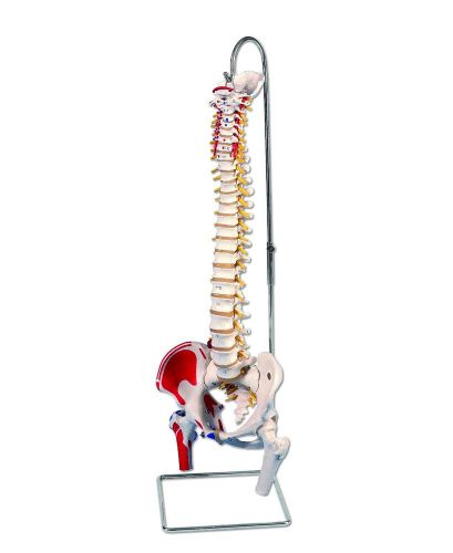 3b scientific a58/3 classic flexible spine with femur heads and painted muscles for sale
