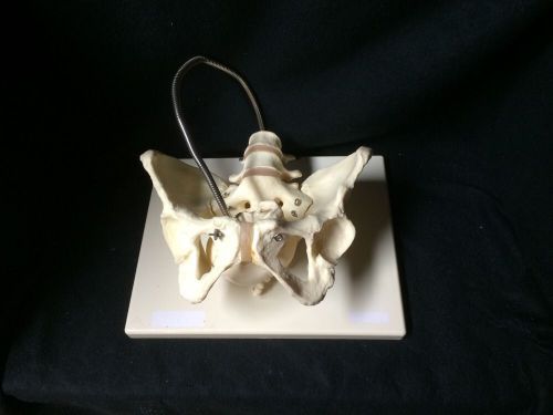 3b scientific l30 childbirth labor demonstration pelvis anatomical model (l 30) for sale