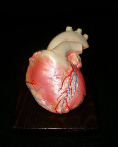 Medical Plastics Laboratory Human Heart Anatomical Model