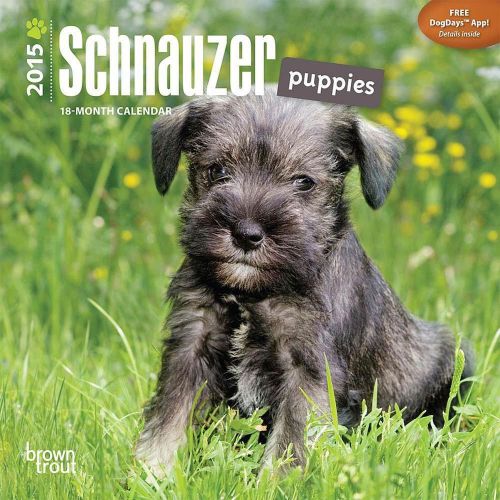 2015 SCHNAUZER Puppies Dog Mini Wall 7x7 Calendar NEW &amp; SEALED