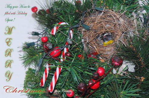 30 Personalized Return Address Labels Christmas Birds Buy 3 get 1 free (zz19)
