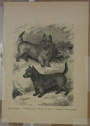 Scotch Terriers Foxie and Roger Gough by Baker