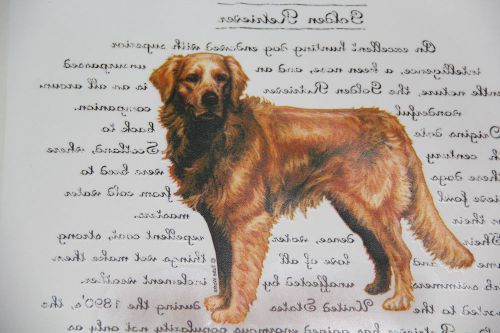 Package of 100 Full Color Heat Transfers Golden Retriever New in Package