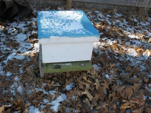 10 frame starter hive - ALL YOU NEED IS BEES