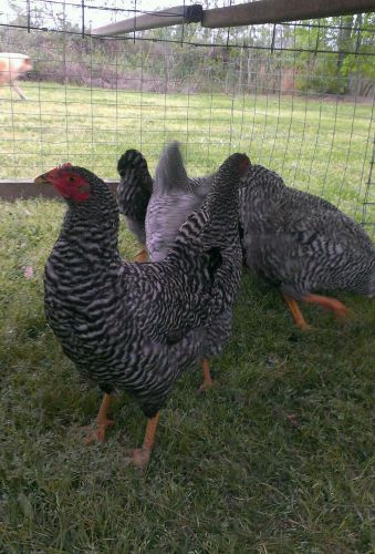 12 Plymouth Barred Rock Hatching Eggs
