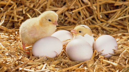 Build Your Own Cabinet Incubator Plans To Hatch Poultry &amp; Chicken Hatching Eggs!
