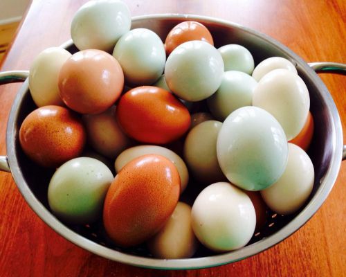 (6) Chicken Fertile Hatching Eggs Barnyard Mix .NPIP certified.