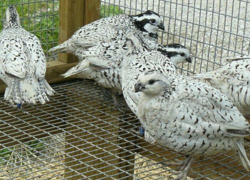 24 Snowflake Quail Hatching Eggs, For Incubation