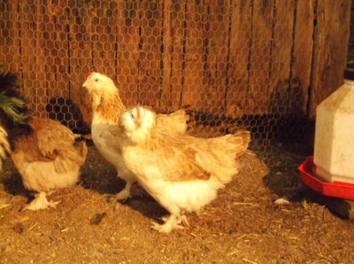 12 SALMON FAVEROLLE hatching eggs******NPIP CERTIFIED!!!!!!! BEAUTIFUL BIRDS****