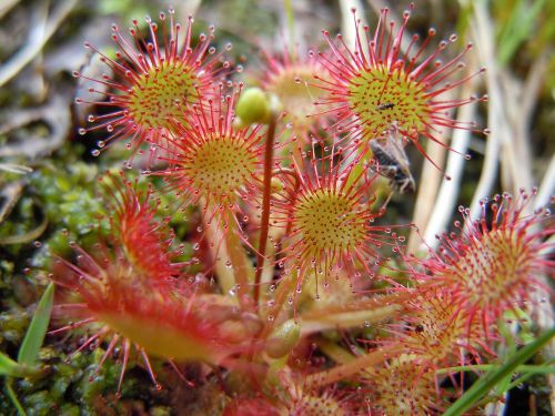 Fresh drosera rotundifolia (10+ seeds) carnivorous plant, hardy, l@@k!! for sale