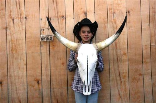 STEER SKULL AND 2 FT 8&#034; IN LONG HORNS COW LONGHORNS H6565