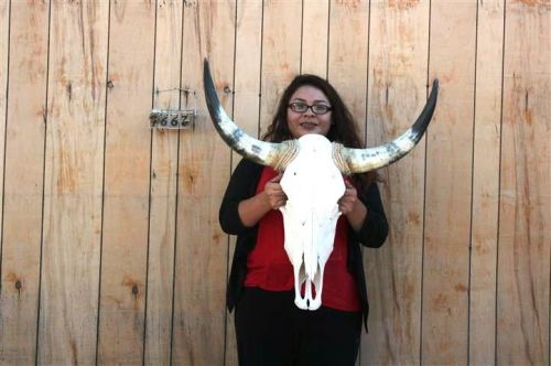 Steer skull long horns 2&#039; 5&#034; cow bull skulls horn h6667 for sale