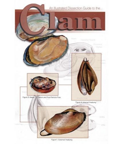 An Illustrated Dissection Guide Book To The Clam