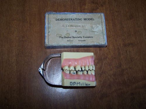 DEMONSTRATING MODEL-DENTAL STUDY,w/BOX-&#034;DENTAL SPECIALTY CO.DENVER,COLORADO