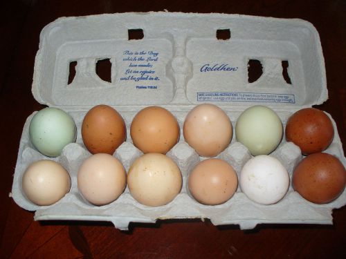 1-dozen plus 6 extra eggs barnyard special mixed chicken hatching eggs for sale