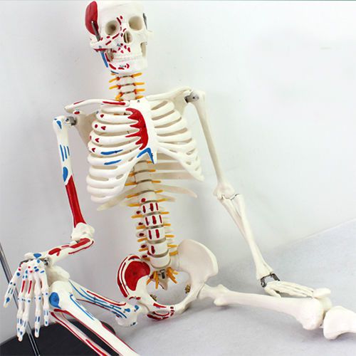 85cm Human Anatomical Anatomy Skeleton Medical Teaching Model Muscle +Stand XD20
