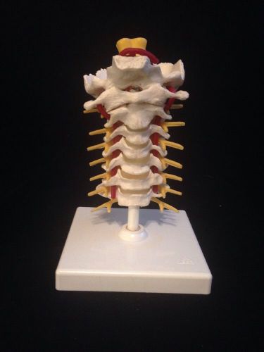 3B Scientific - A72 Cervical Spinal Column Vertebral Column Vertebrae Model A 72