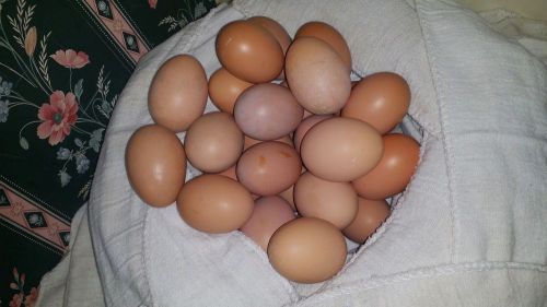 Fertilized Rhode Island Red Chicken Eggs