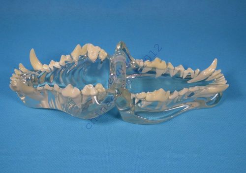 Canine Jaw Teeth Clear Anatomical Model Veterinary vet Anatomy Dog display study