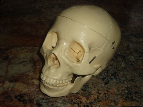 Scientific Plastic Human Skull Model, 3 Parts homeschool