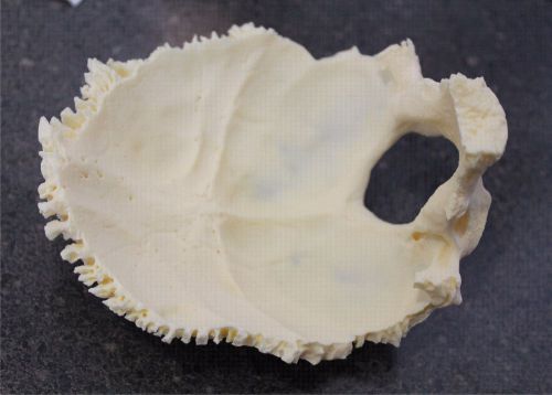 DISARTICULATED HUMAN SKULL BONE REPLICA - OCCIPITAL - OCCIPUT