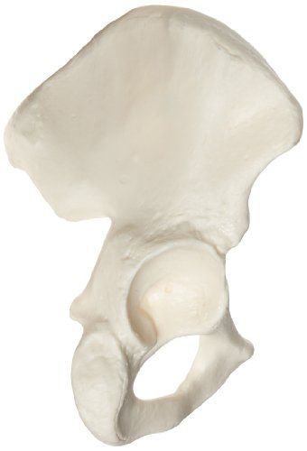 3B Scientific A35/5R Right Hip Bone Model