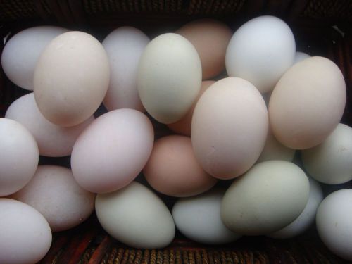 6  fertile mix yard eggs