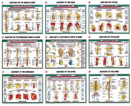 Human Joint Anatomy A2 Size Laminated Posters - Set of 9