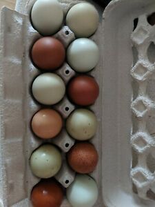 12+ Fresh &amp; Fertile Chicken Hatching Eggs Assorted Barnyard mix