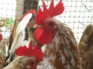 10 Fresh Fertile Serama(Bantam) Hatching Eggs