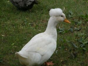 15+ WHITE CRESTED AND SWEDISH FERTILE EGGS