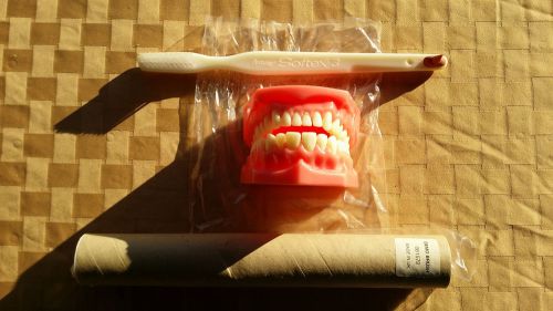 Dental Demonstration Teaching Model - Teeth Brushing Dental Student Tooth Brush