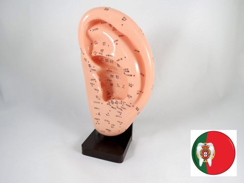Professional Medical and Educational model Acupuncture Ear 22cm IT-095 ARTMED