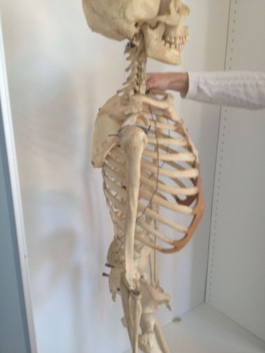 Medical Skeleton