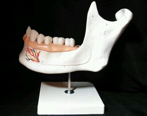 3B Scientific - D25 Half Lower Jaw, Teeth Dental Anatomical Model, 6 part (D 25)
